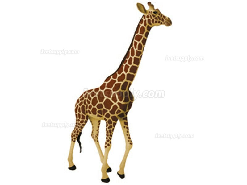 Giraffe Animal Anatomy Modell Teaching Model Assembled Toy
